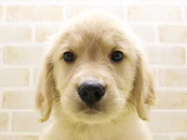 静岡県のゴールデンレトリバー (ペッツワン伊東店/2025年4月21日生まれ/男の子/ゴールデン)の子犬